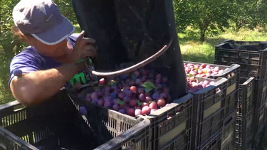 La crisis afecta fuerte a productores mendocinos y otras economías regionales