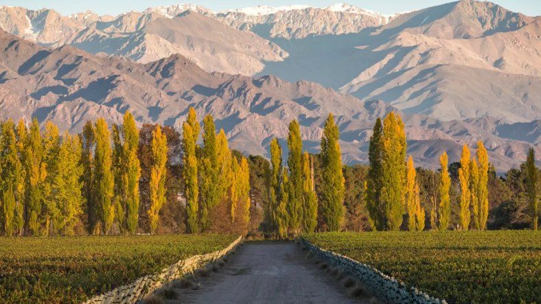 Quince Bodegas de Mendoza entre las mejores 50 del mundo la Revista Forbes