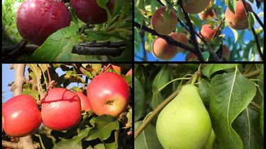 Sitio Andino | Frutas agroindustria