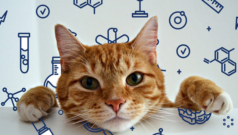 Dos curiosidades sobre los gatos naranjas que revela la ciencia