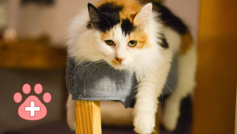 Mascota: ni los ruidos fuertes ni el aburrimiento explican por qué tu gato hace esto y deberías prestarle atención