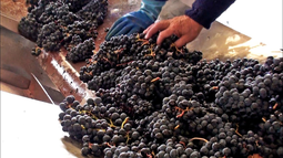 Industria vitivinícola: la vendimia 2026 sorprende por su sanidad y calidad de las uvas. Industria vitivinícola: la vendimia 2026 sorprende por su sanidad y calidad de las uvas.