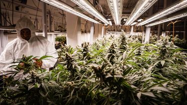 Por sus condiciones climáticas, Mendoza es ideal para el cultivo de cannabis. Por sus condiciones climáticas, Mendoza es ideal para el cultivo de cannabis.