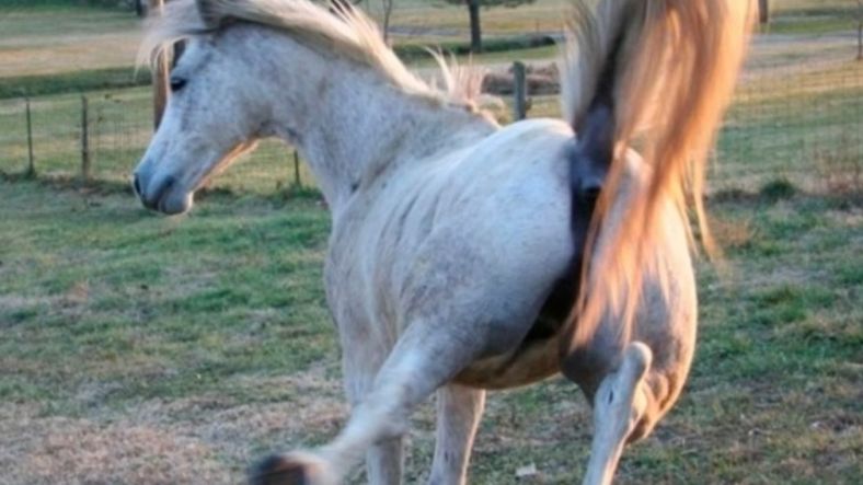 En La Consulta un caballo pateó a un menor de dos años (imagen ilustrativa)