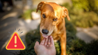 Sitio Andino | perro lamiendo la mano, portada, mascota