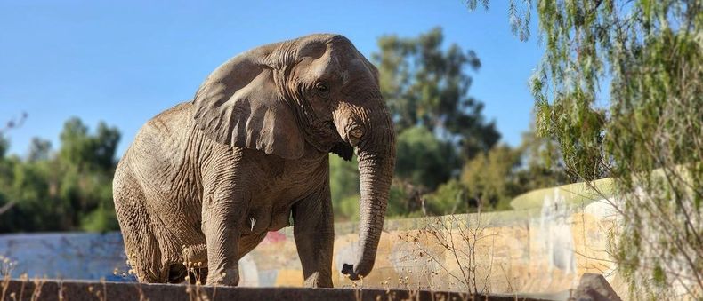 Kenya, la elefanta del Ecoparque mendocino, iniciará una nueva vida en Brasil