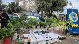 Fuerte secuestro de marihuana en San Rafael: hallaron 10 kilos en plantaciones ilegales