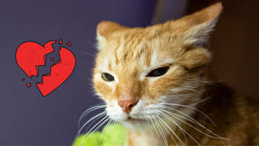 Mascota: ¿cuánto tiempo guardan rencor los gatos y cómo recuperar su confianza?