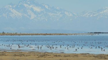 Laguna de Llancanelo, perla en el desierto de Mendoza (Gentileza).