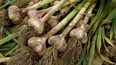 La anfermedad de la podredumbre blanca afecta principalmente al cultivo del ajo y la cebolla.