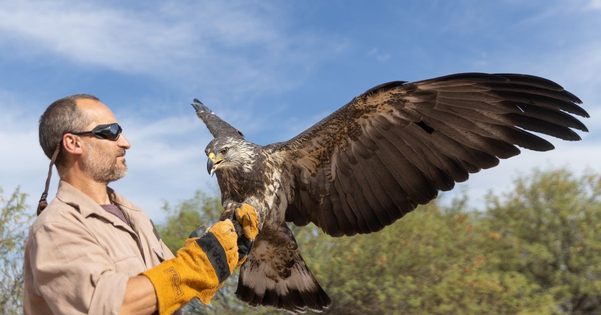 Tras año y medio de rehabilitación, liberaron un águila coronada en Ñacuñán