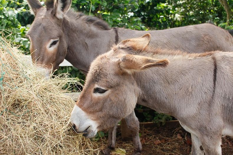 Avanza el consumo de carne de burro en las mesas argentinas, ¿crisis o reconversión productiva?