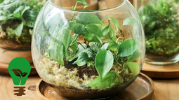 Truco de jardinería: cómo hacer un terrario con botellas de vidrio para decorar tu hogar