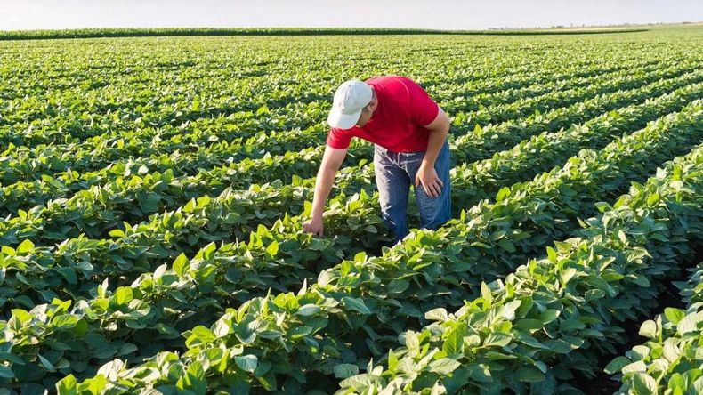 Día del Agricultor en Argentina: por qué se celebra hoy, 8 de septiembre