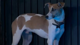 Arturo, el perro de Gran Hermano 2023, tendría dueños: fuerte descargo