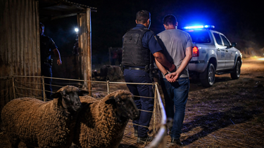 El acusado fue detenido y los animales restituidos al propietario. El acusado fue detenido y los animales restituidos al propietario.