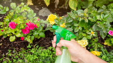 Trucos de la jardinería: cómo preparar insecticida casero&nbsp;