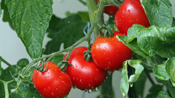 Cómo fertilizar plantas de tomate para acelerar su crecimiento