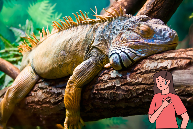 Mascota: la inquietante razón por la que tu iguana no come