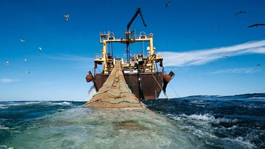mar argentino una fuente de riqueza y proteinas sin control