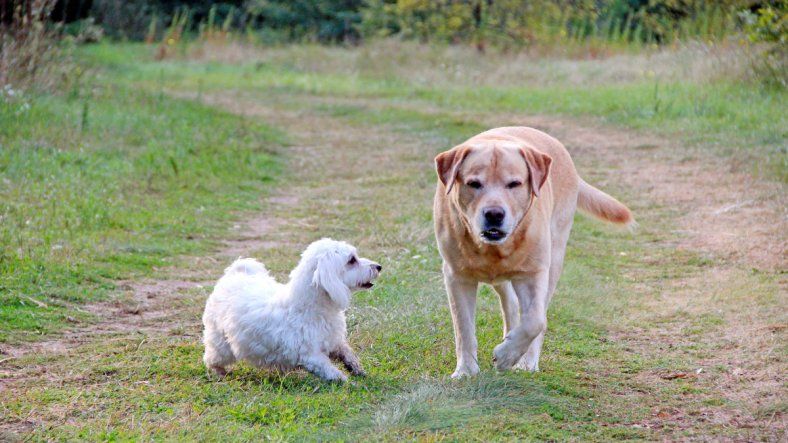Verano en cuatro patas en la Ciudad. Verano en cuatro patas en la Ciudad.