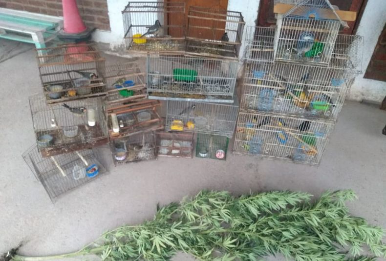 Aves secuestro