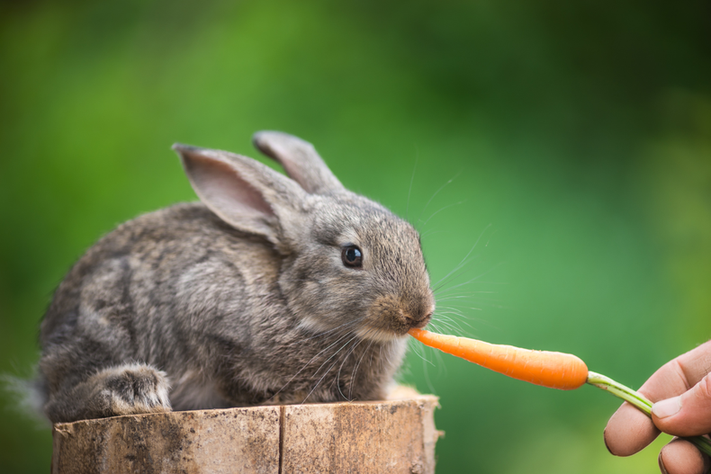 Mascota: ¿es el pan un peligro oculto para tu conejo?