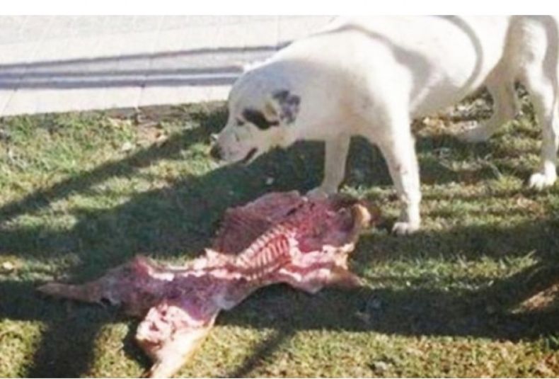 Perro roba lechón 2