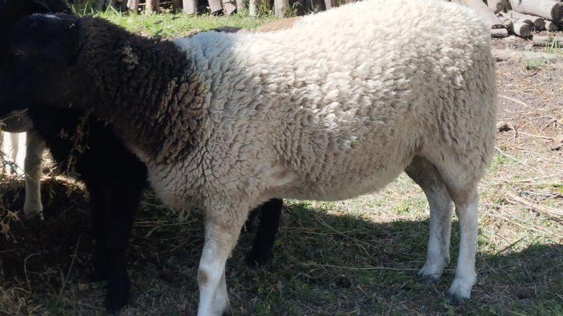 Millonario robo de ganado en una finca de San Carlos. Millonario robo de ganado en una finca de San Carlos.
