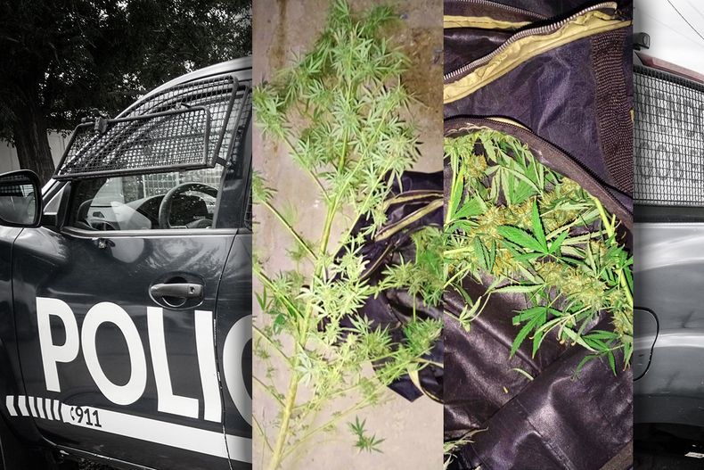 Las plantas que estaban cultivando los acusados en la casa de la víctima, en Las Heras.&nbsp;