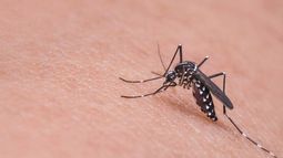 Día Mundial del Mosquito: por qué se recuerda hoy, 20 de agosto