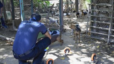Sitio Andino | allanamiento guaymallen rescate perros maltrato animal