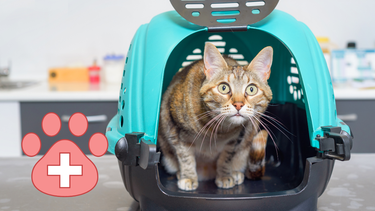 Sitio Andino | gato en el canil, veterinaria, mascota