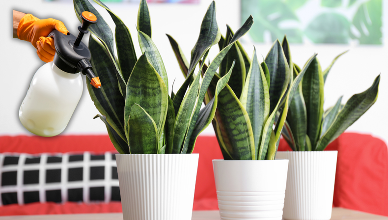 Jardinería: el abono casero, económico y sencillo que tu sansevieria necesita en invierno