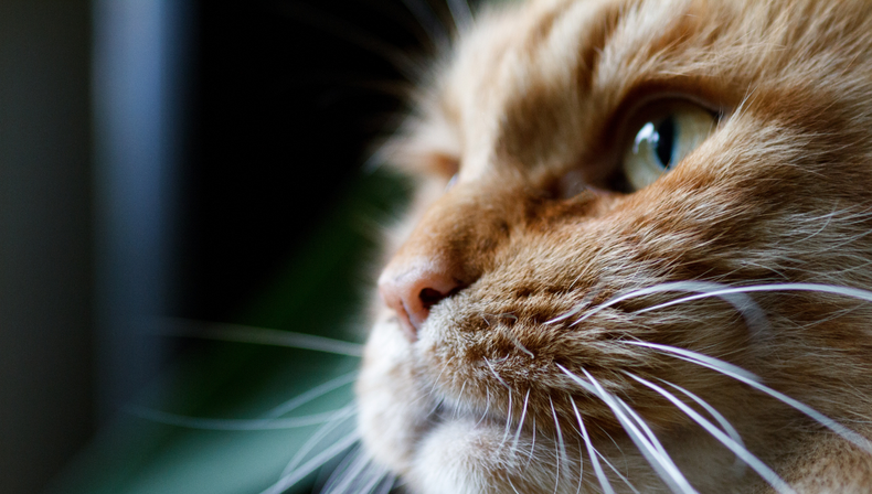 Mascota: el sorprendente color que ven los gatos según la ciencia (y por qué no ven el rojo)