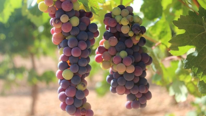El término envero se asocia a la vitivinicultura y a la olivicultura. 