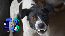 Cursos online gratuitos para controlar la agresividad en tu mascota