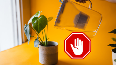 Sitio Andino | exceso de agua en las plantas, jardinería