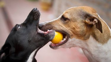 Sitio Andino | Perros