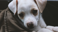 Alarma en Estados Unidos: una rara y mortal enfermedad respiratoria ataca a los perros