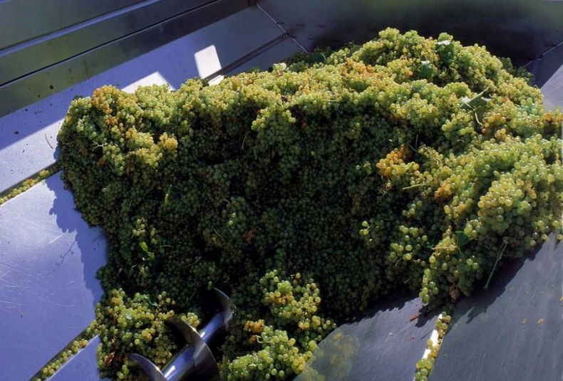 Cosecha bodega lagares uvas mosto