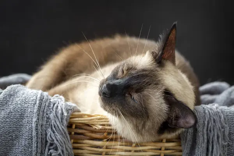 Mascota: el enigmático origen de los gatos siameses