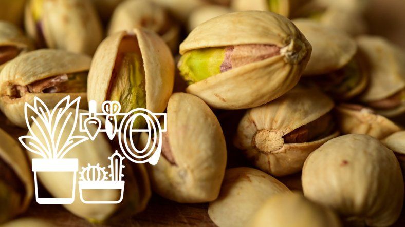 Para qué sirve y cómo utilizar las cáscaras de pistacho en tus plantas