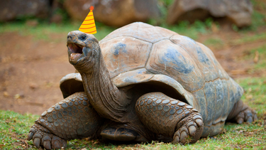 Mascota: el método infalible para saber la edad de una tortuga