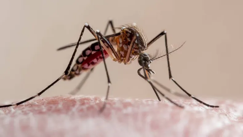 El Ministerio de Salud hará una gran inversión para la compra de insumos de detección de dengue.&nbsp;