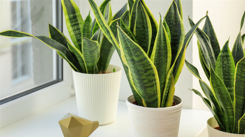La planta sansevieria, es sin dudas uina de las favoritas entre las especies de interiores