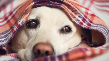 Frío y mascotas: una veterinaria mendocina advierte sobre un error común que las pone en riesgo en invierno