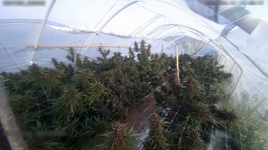 En total los detectives hallaron 19 plantas de marihuana.&nbsp;