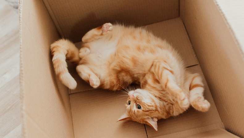 El gen ARHGAP36 explicar&iacute;a el comportamiento err&aacute;tico de los gatos naranja
