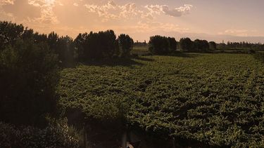 Novedades e historia del vino argentino desde el Este